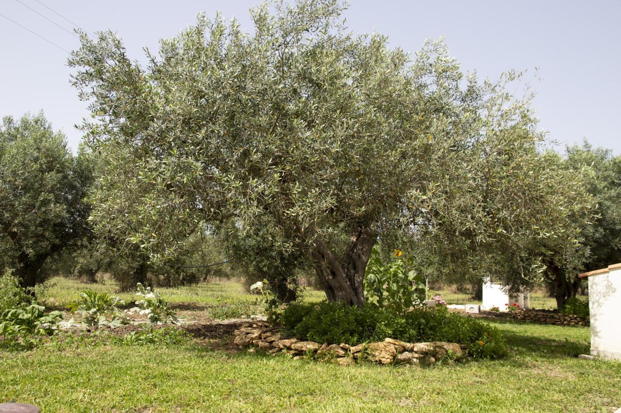 Casa Raineri Villa Paceco Eksteriør bilde